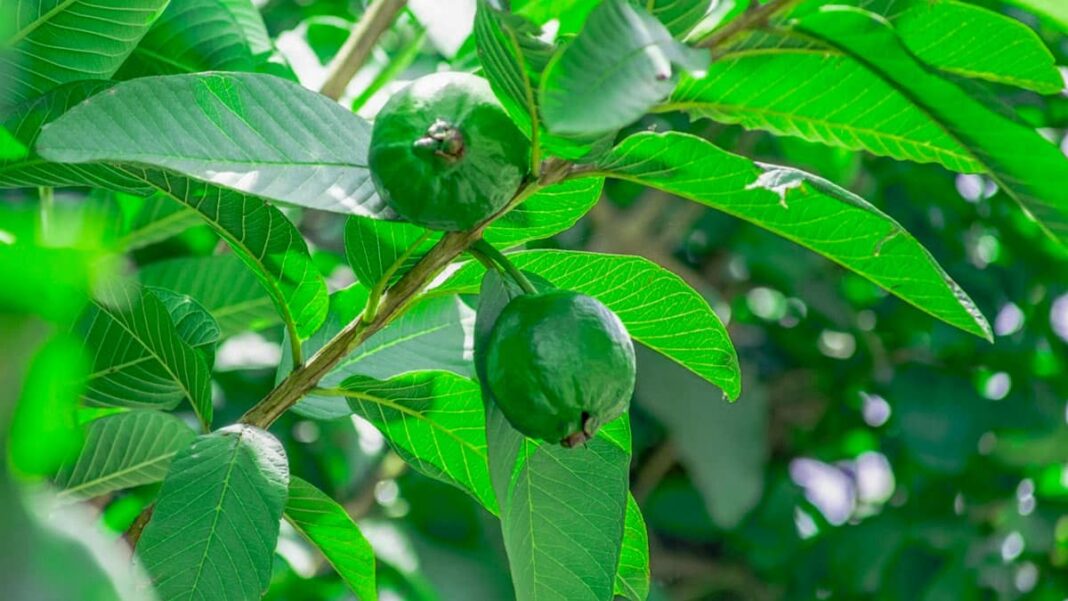 feuilles-de-goyavier-