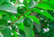 Les feuilles de goyavier peuvent-elles traiter la dengue et le diabète ? Démêler le vrai du faux
