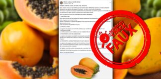 Faux : Les graines de papaye ne guérissent ni la cirrhose ni l’insuffisance rénale