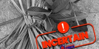 Non, les feuilles de goyavier et la citronnelle ne guérissent pas les infections sexuellement transmissibles