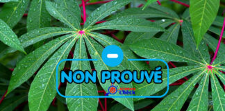 Attention, il n’y a aucune preuve scientifique sur les feuilles de manioc contre le venin de serpent