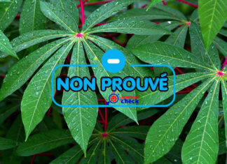 Attention, il n’y a aucune preuve scientifique sur les feuilles de manioc contre le venin de serpent