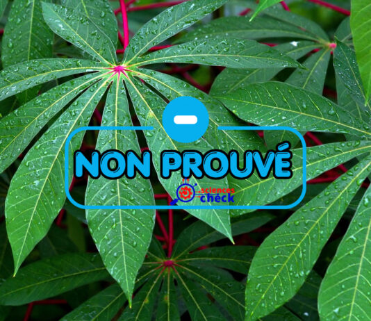 Attention, il n’y a aucune preuve scientifique sur les feuilles de manioc contre le venin de serpent