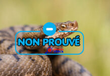 Non, le sang d’un homme ivre ne peut pas tuer un serpent qui le mord