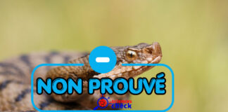 Non, le sang d’un homme ivre ne peut pas tuer un serpent qui le mord