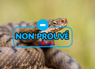 Non, le sang d’un homme ivre ne peut pas tuer un serpent qui le mord