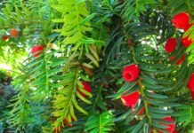 Attention, la consommation des fruits de cette plante appelée if ne soigne pas le cancer