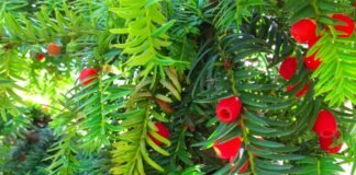 Attention, la consommation des fruits de cette plante appelée if ne soigne pas le cancer
